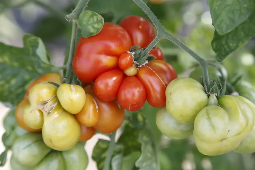 Reisetomate