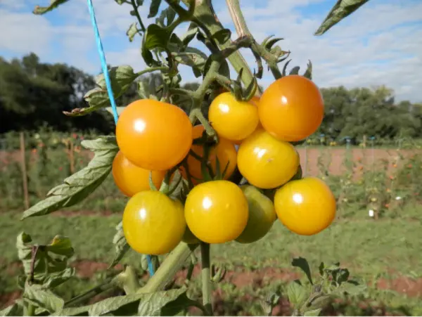 Sunviva - Die Open Source Tomate