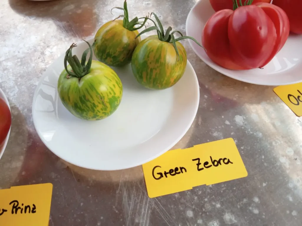 Tomate Green Zebra
