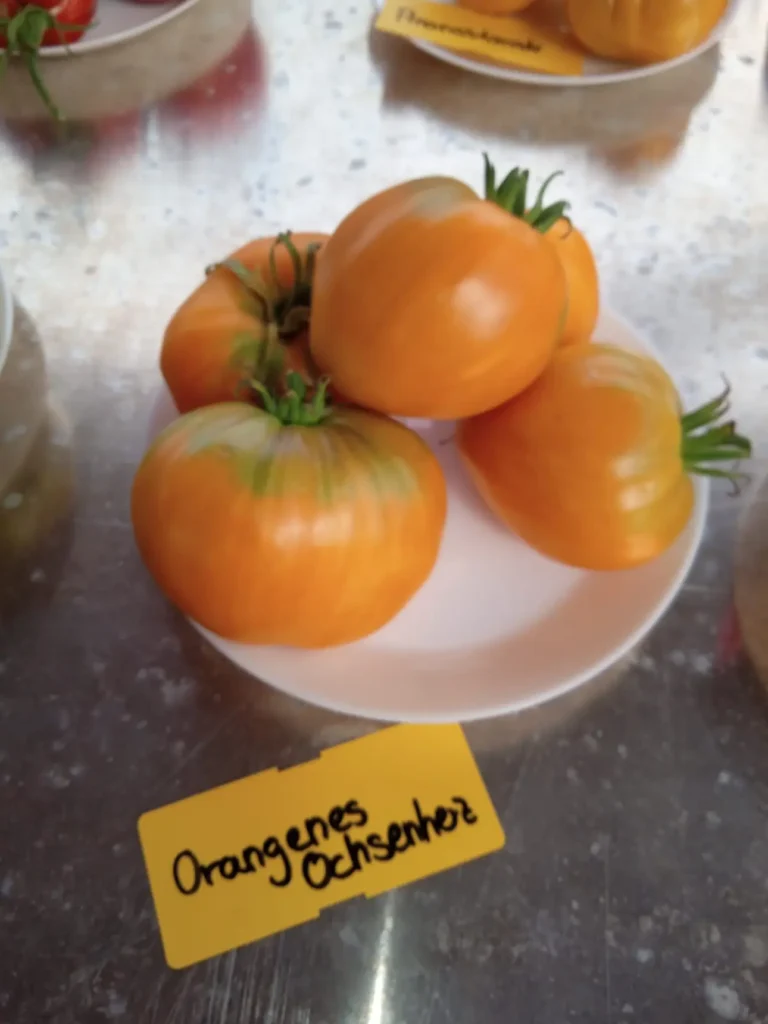 Tomate Ochsenherz Orange
