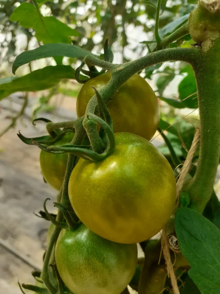 Tomate Green Grape