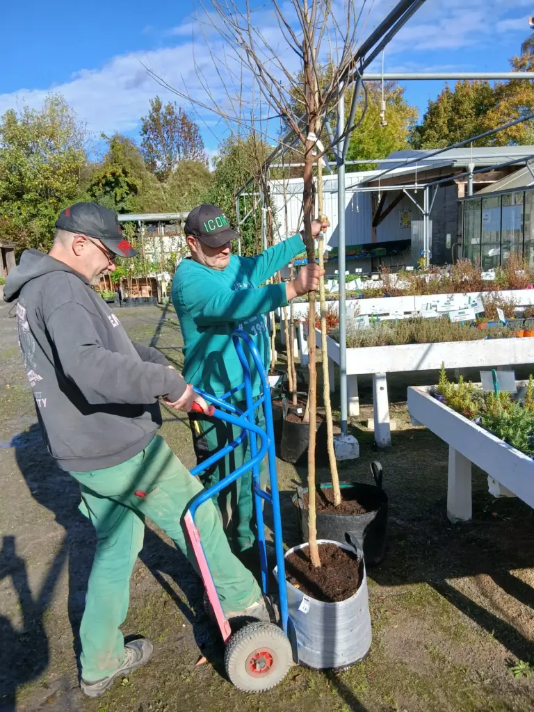 Werkhof-Mitarbeiten beim Ausladen der Sträucher und Obstbäume
