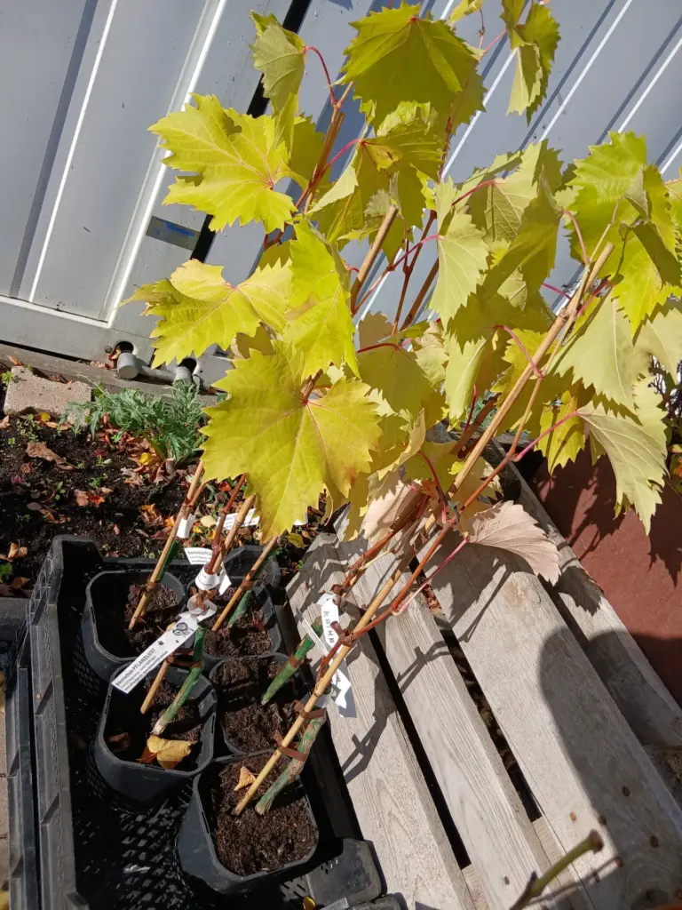 obstbaume-aus-der-werkhof-gaertnerei-Weintraube