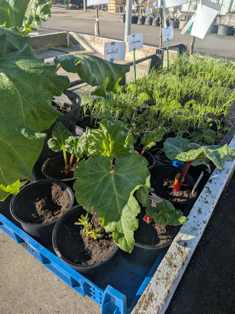 Jungpflanzen: Rabarber auf Pflanztischen