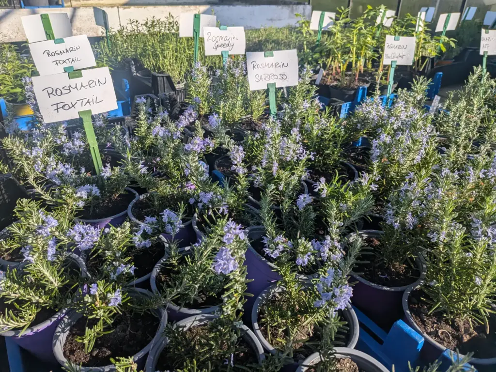 Jungpflanzen: Blühender Rosmarin auf Pflanztischen