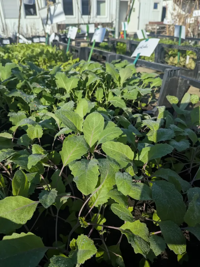 Jungpflanzen: Kohlrabi auf Pflanztischen