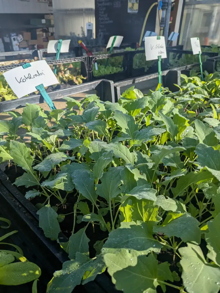 Jungpflanzen: Kohlrabi auf Pflanztischen