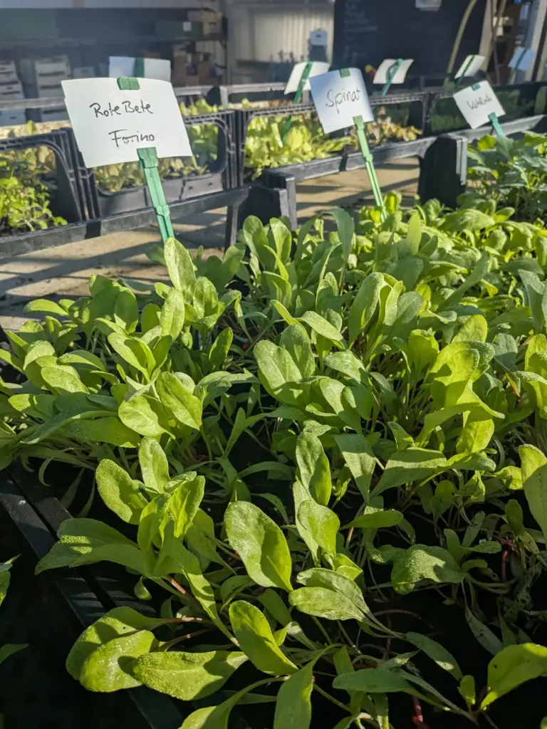 Jungpflanzen: Rote Bete auf Pflanztischen