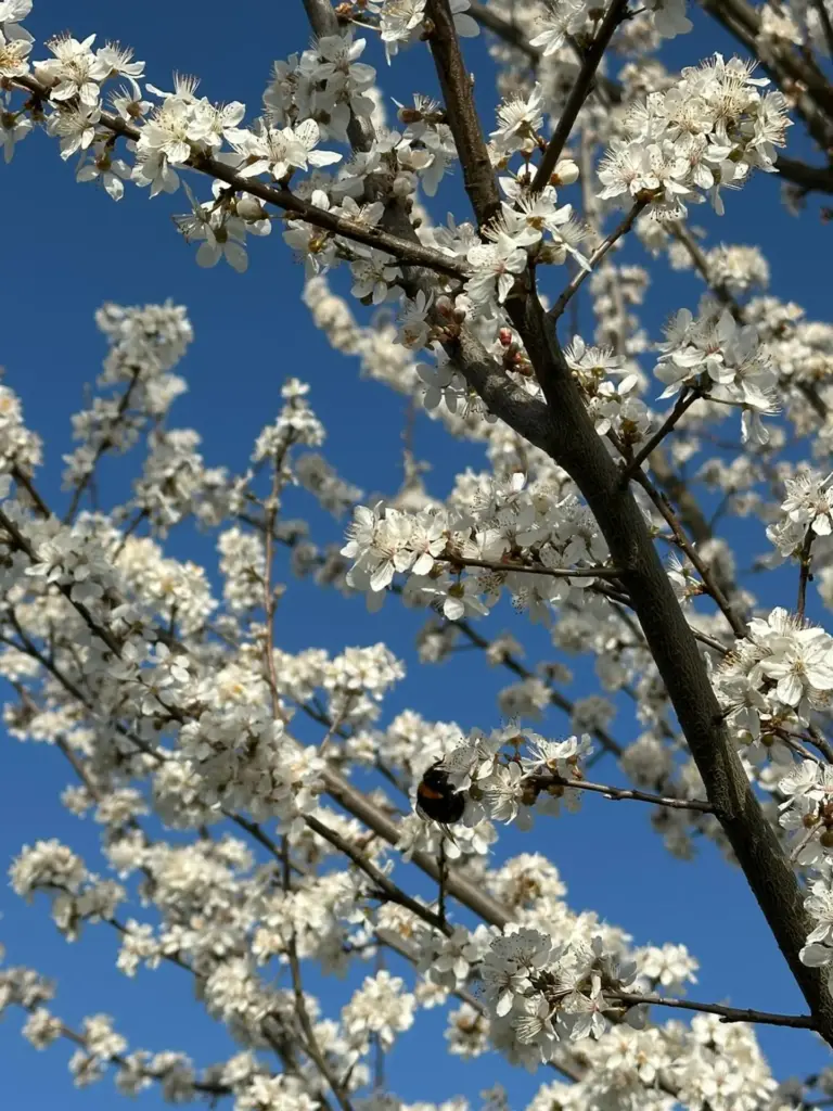 Blühender Kirschbaum