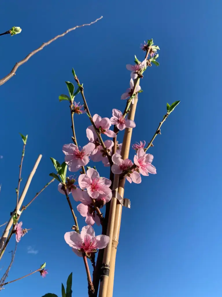 Blühender Pfirsichbaum