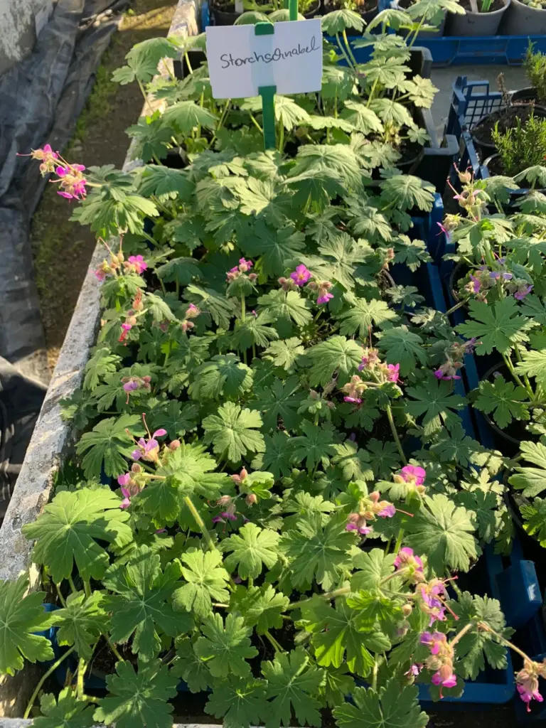 Blühender Storchschnabel