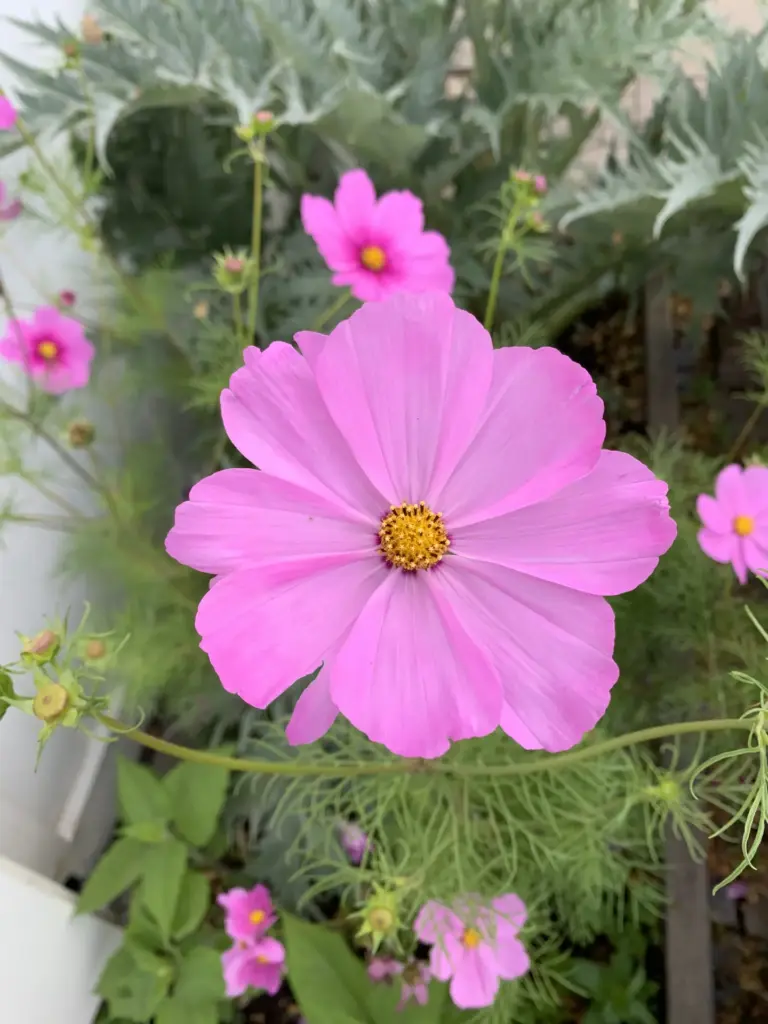 Cosmea