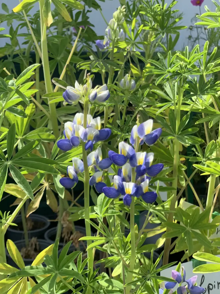 Lupine