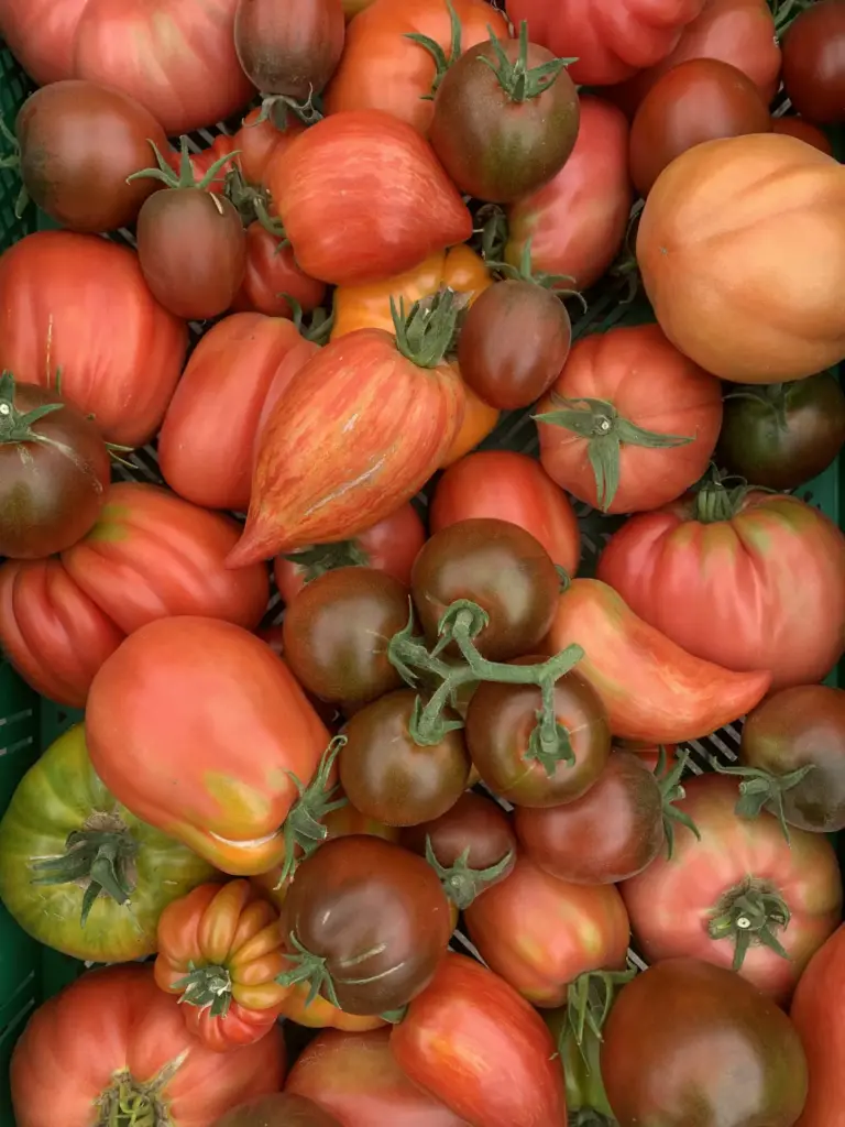 Historische Tomaten