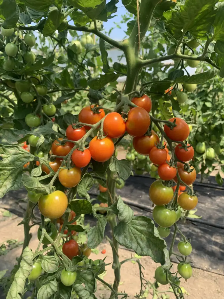 Tomaten