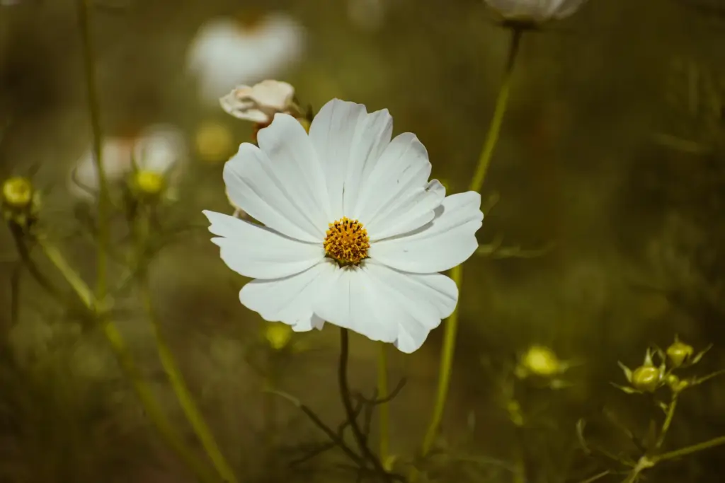 Cosmea weiß