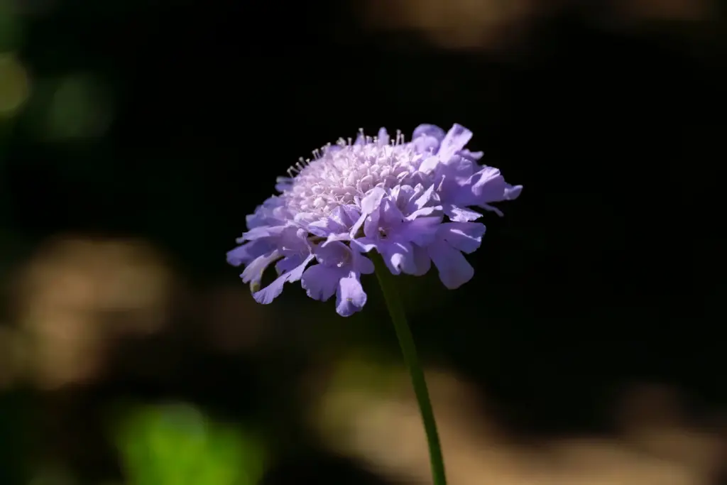 Skabiose