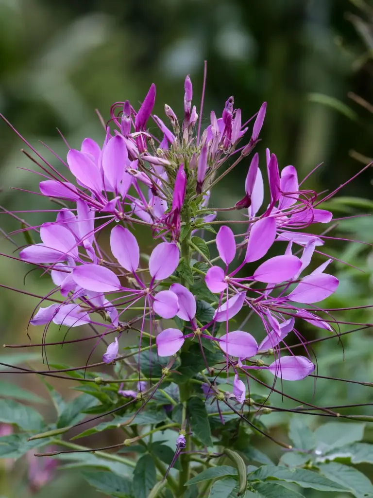 Spinnenblume