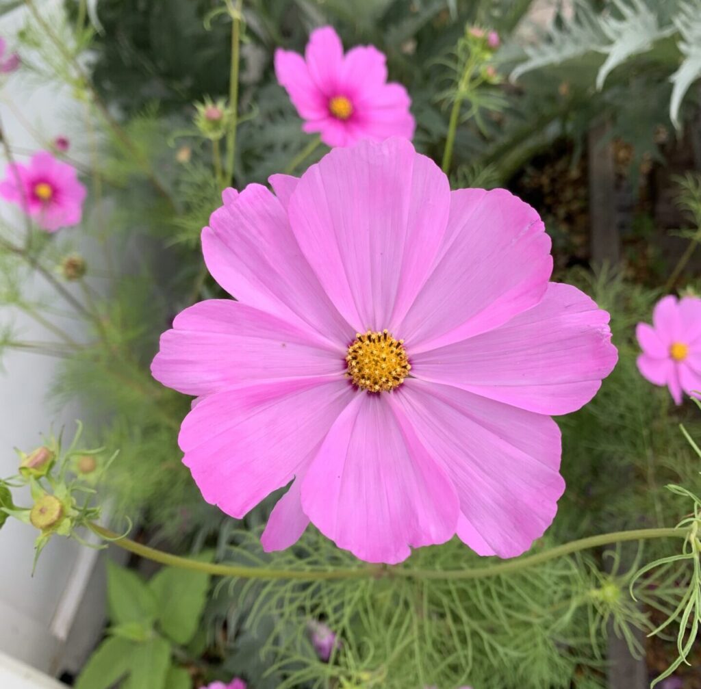 Cosmea