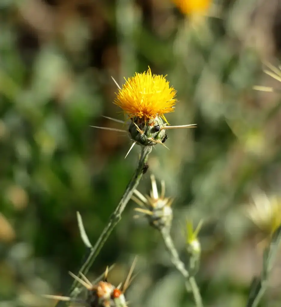 Färberdistel