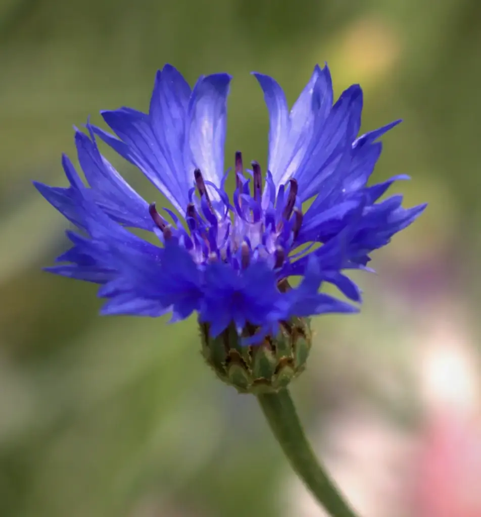 Kornblume