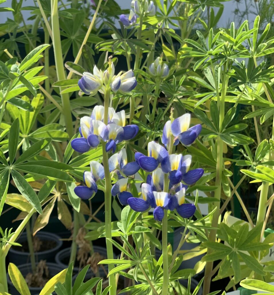 Lupine