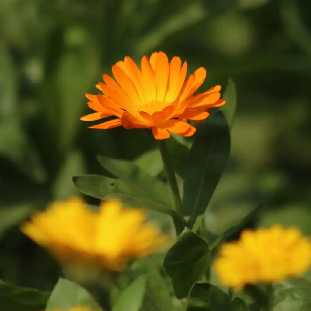 Ringelblume