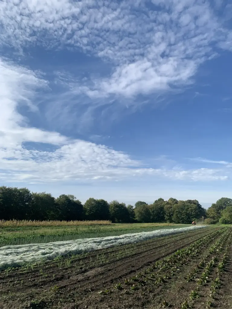 Beete_Schlag_Herbst