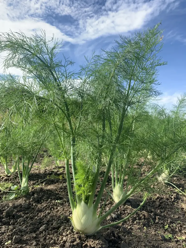 Fenchel