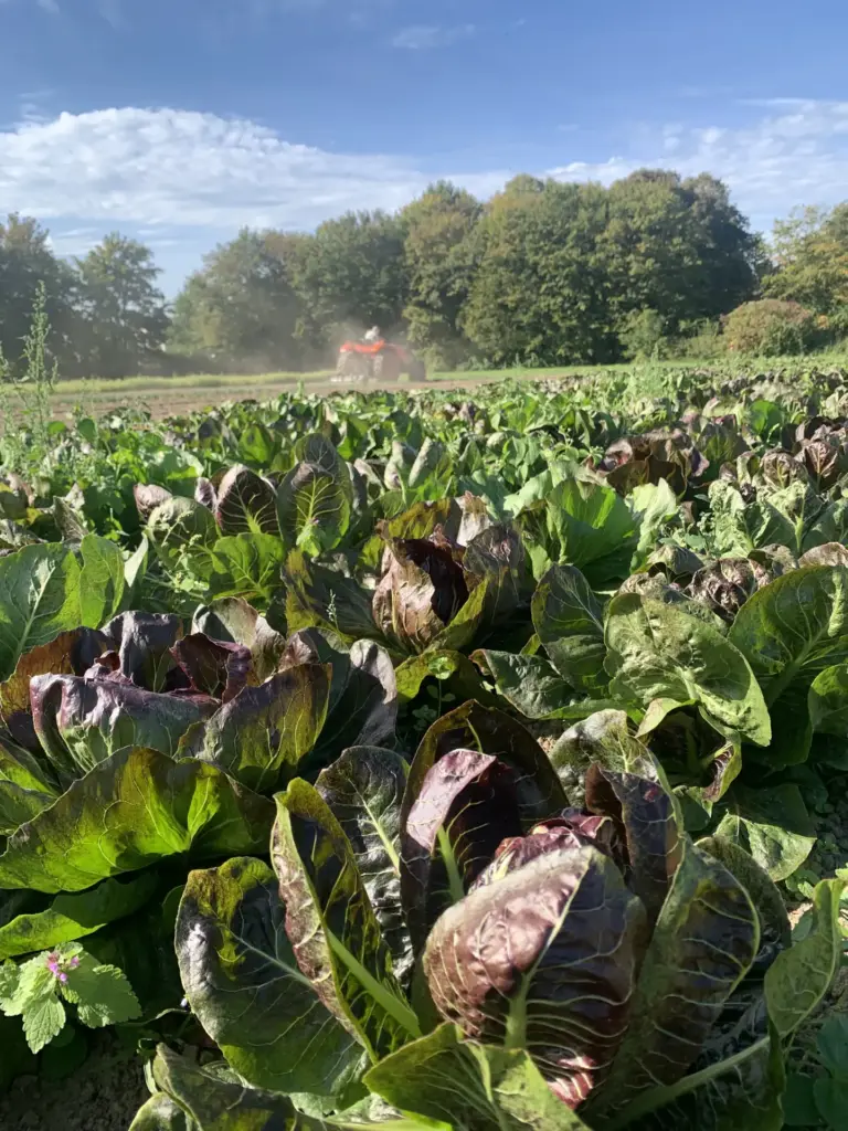 Radichio auf dem Feld