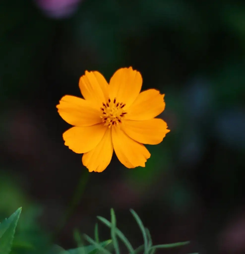 Cosmea orange