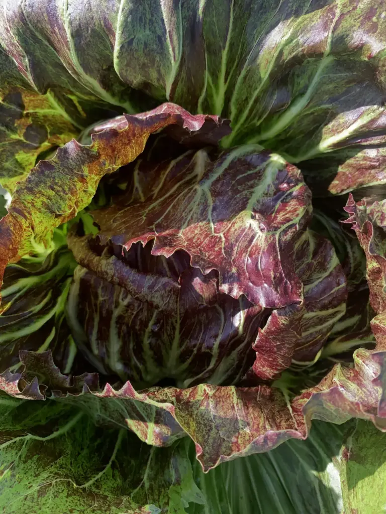 Radicchio