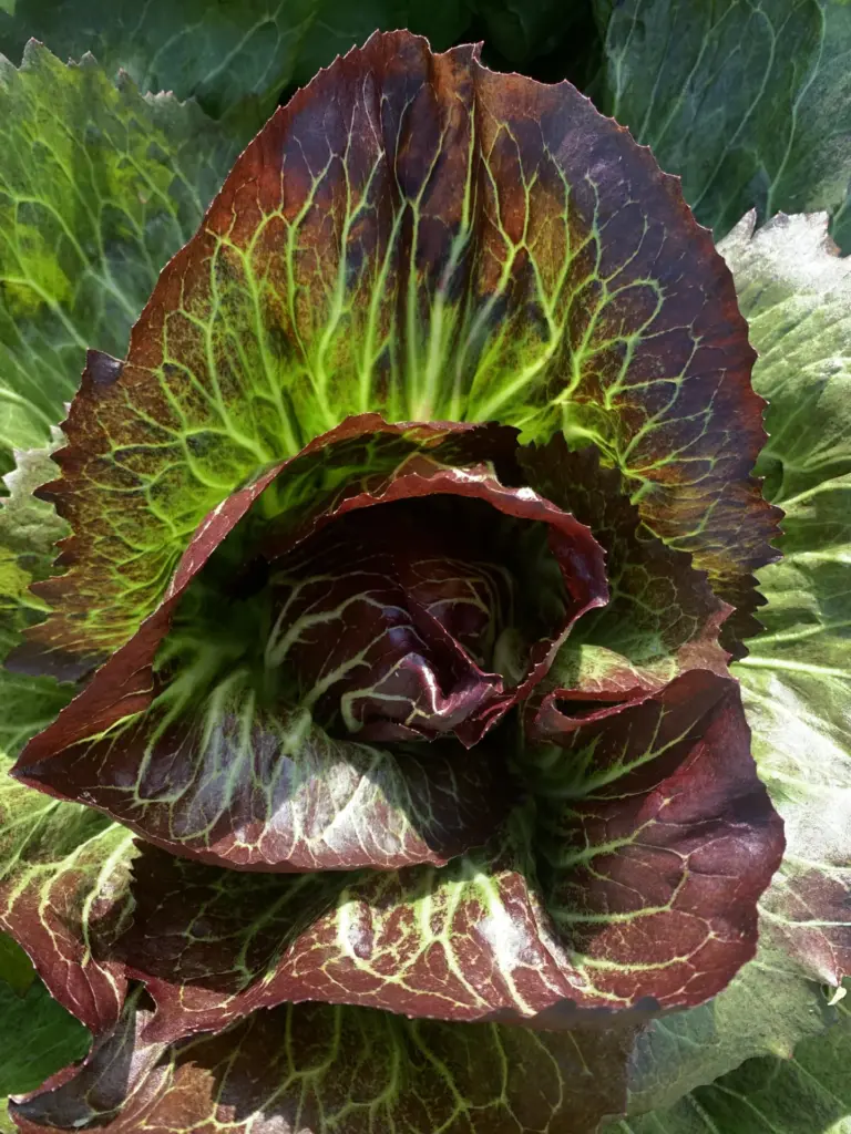 Radicchio