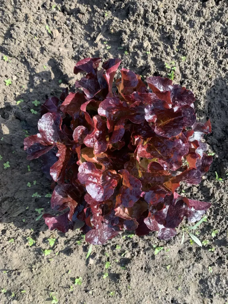 Salat